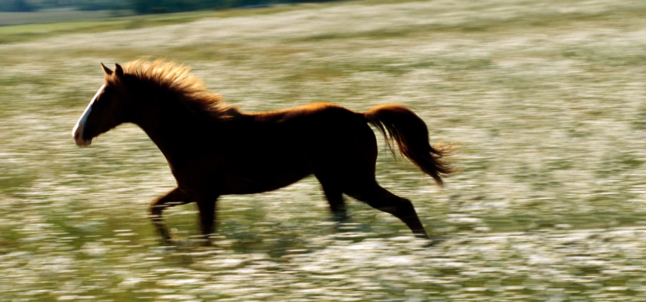 Gone Riding (No Text)